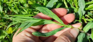 carletti o silene vulgaris