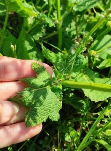 foglia di salvia selvatica