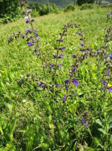 salvia selvatica
