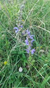 salvia selvatica