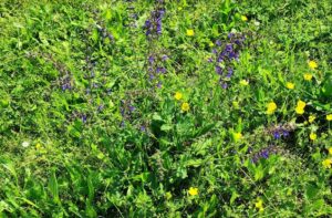 salvia selvatica