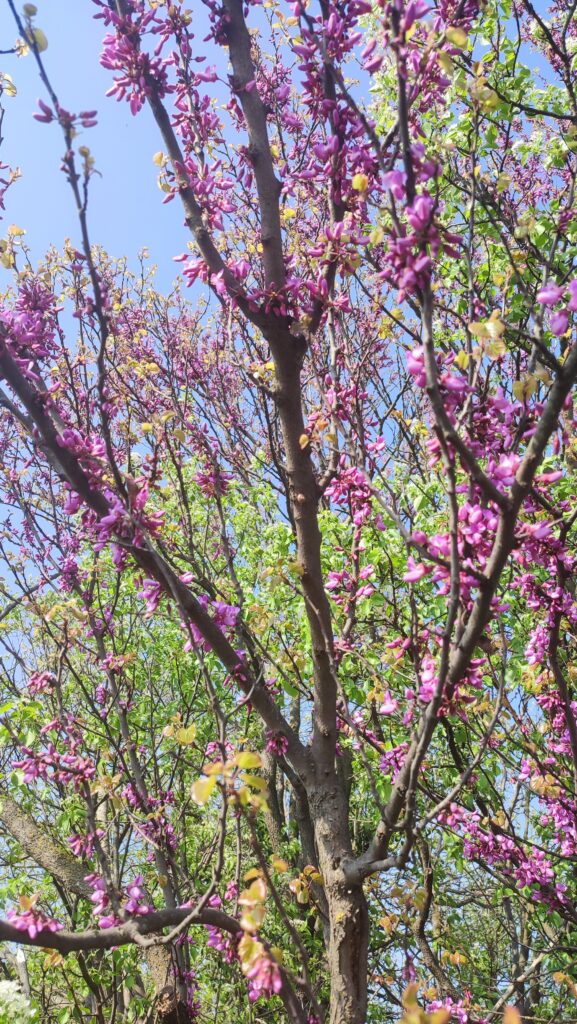 fiori dell'albero di giuda