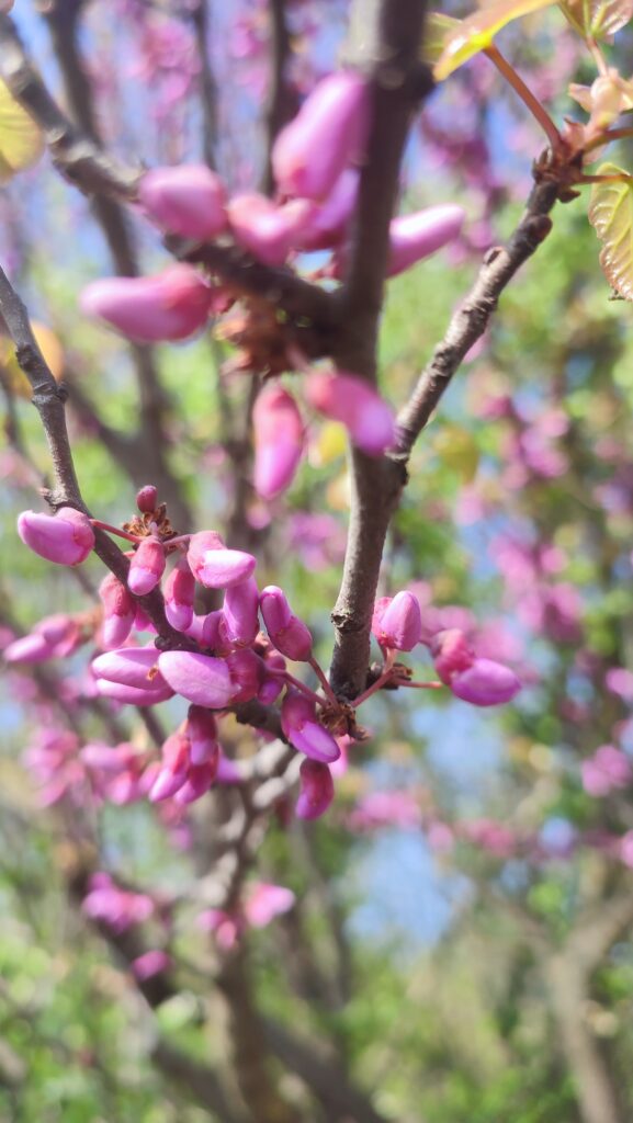 fiori dell'albero di giuda