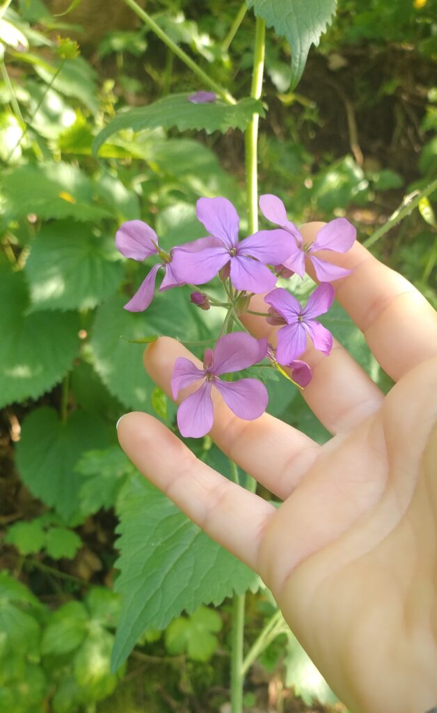 Lunaria o moneta del papa