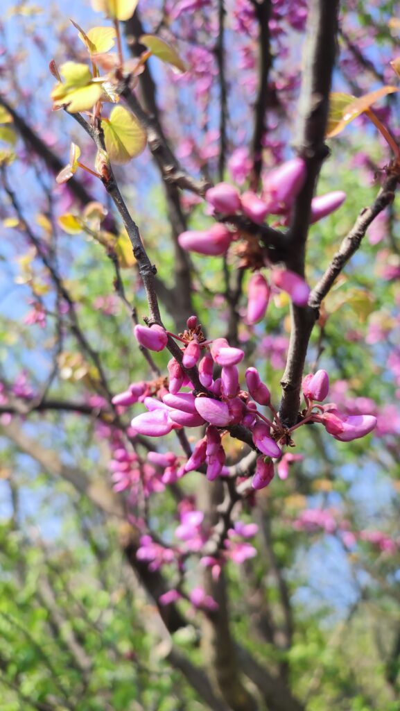 fiori dell'albero di giuda