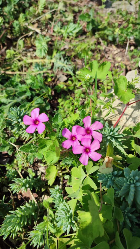 fiori di acetosella rosa