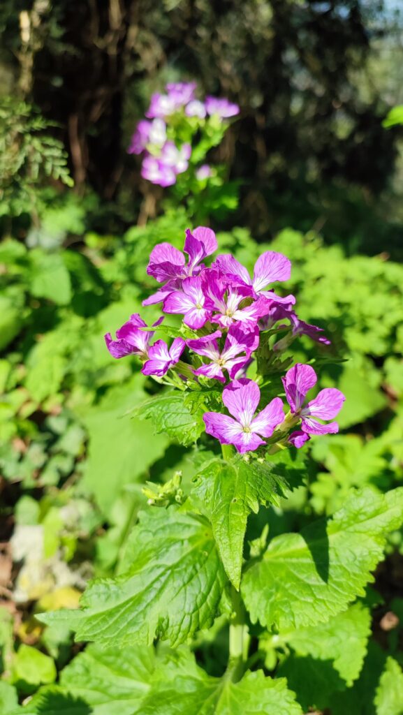 fiore di lunaria