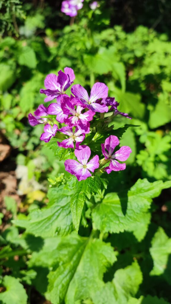 lunaria
