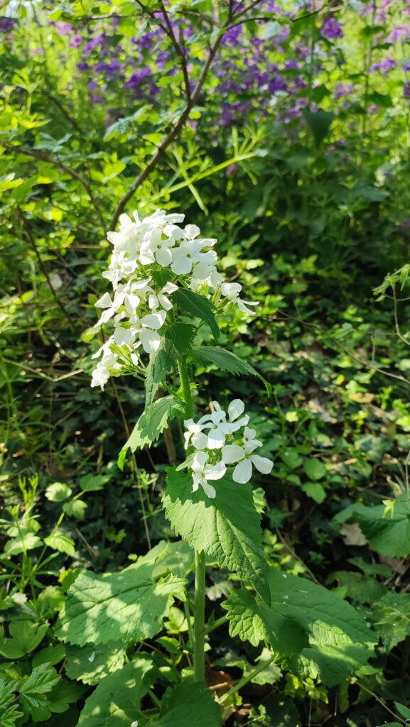 Lunaria bianca