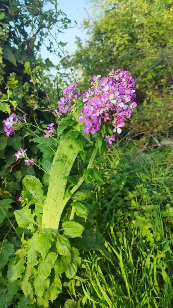 lunaria con il gambo malato