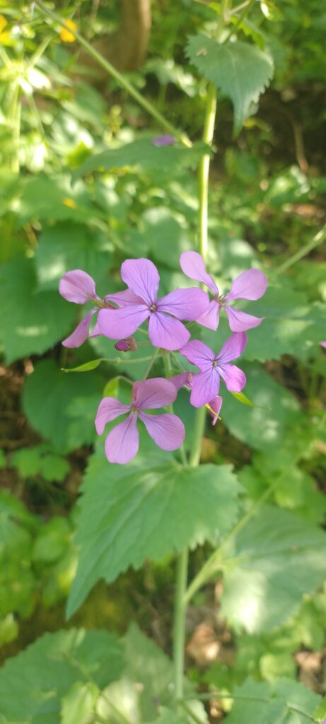 Lunaria o moneta del papa