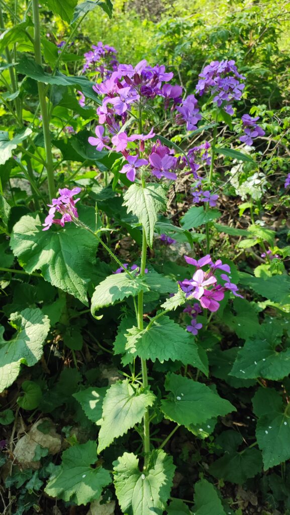 Pianta di lunaria
